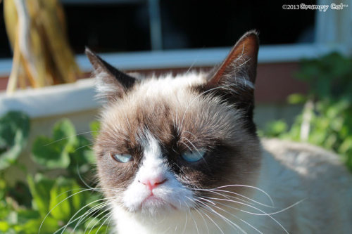tardthegrumpycat:  The Daily Grump | February 18, 2013 Share the Grump! You can get 15% off all of our Grumpy Cat merchandise on Zazzle today with the code PREZWKNDSALE! Grumpy Cat Stuff 