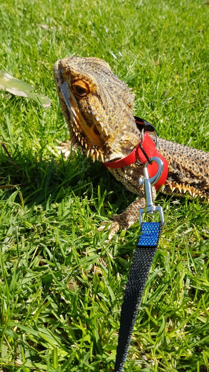 Pringle enjoyed some time in the sun a few days ago with his new harness and leash! To get one of th