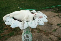 indiejanes:  lazy summer days in the bird bath 