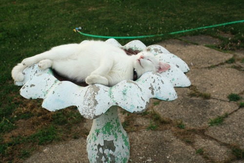 indiejanes: lazy summer days in the bird bath