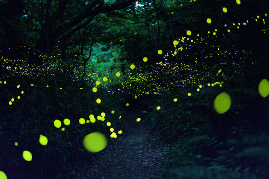 culturenlifestyle: Gold Fireflies Dance Through Japanese Enchanted Forest in the