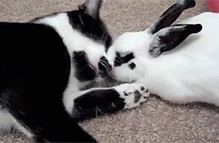 soulxmate:and people think my bunny and cat won’t get along….now I need a bunny aaand a kitty
