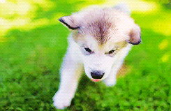 thehaikyuu:  Alaskan Malamute Puppies 