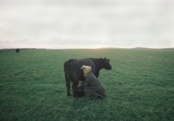 uconstruction:  John Bulmer (  English b 1938) • Woman milking Cow