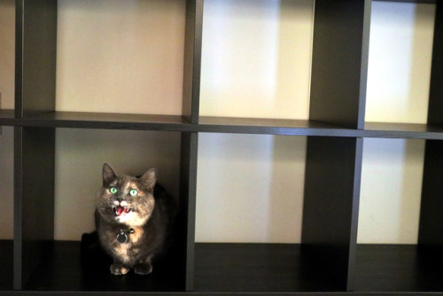 refurbthecat:The new Ikea shelves come with twelve discrete Scream Cubes™
