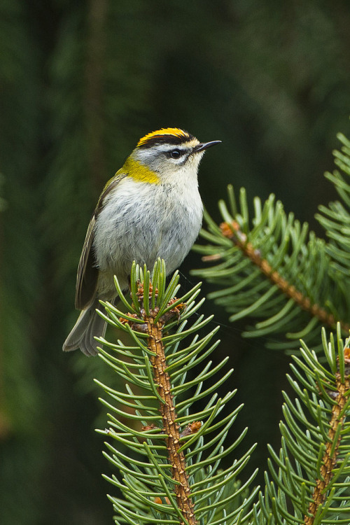 Common Firecrest (Regulus ignicapilla) &gt;&gt;by Francesco Veronesi