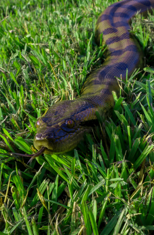 green anaconda