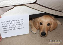 dogshaming:  Golden opportunity for shaming!  &ldquo;I get stuck under the bed and bark when I need out. Usually at night. I did this when I was little.