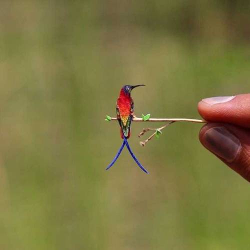 artstarbird: hummingbird topaz, the smallest bird on earth
