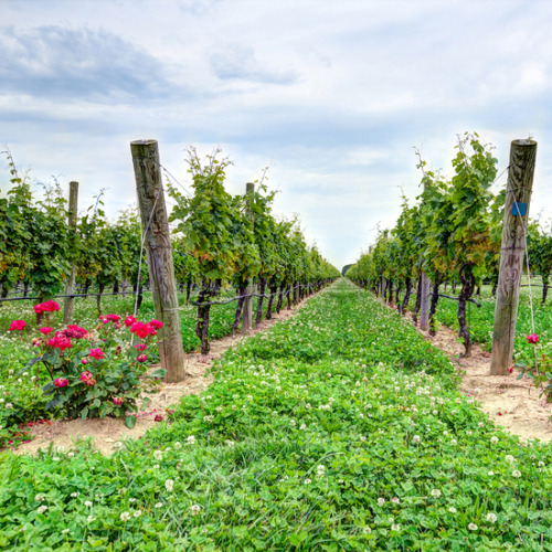 Images provided by multiple photographers.Best Long Island Wineries To Visit 