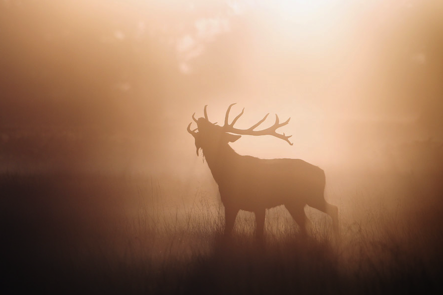 awkwardsituationist:  dan kitwood photographing the autumn rutting season in richmond