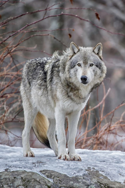 wonderous-world:  Wolf on Watch by Daniel Parent 