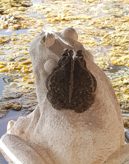 A chubby Gulf coast toad [Incilius nebulifer] perched atop a frog statue in Corpus Christi, Texas. W