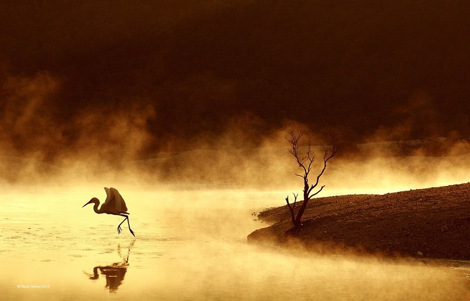 ollebosse:  © Dibyo Gahari 