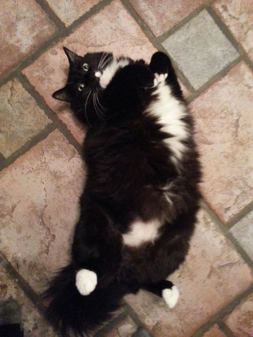 tallestsilver:spookycats:moriahbard:Important cat facts:1) Fat kitties is best kitties.2) When kitti