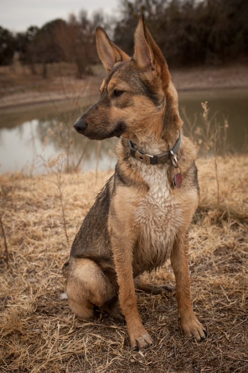 purringly:  pissprincess:  handsomedogs:  this is bird. she is a 10 month old german shepherd/coyote mix.   *___*   Woah. ❤