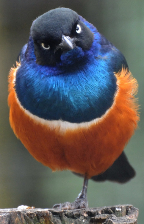 Superb Starling