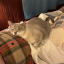 sayhelloanimalfriends
