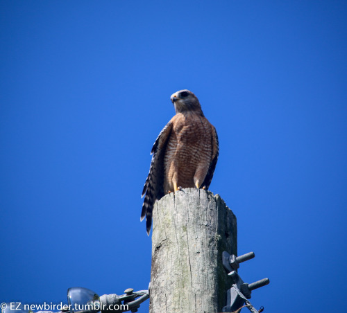 newbirder:  A Red-shouldered Hawk surveys a field near Florida’s Lake Jovita.  Check out more exploration stories on my new website: oneworldtwofeet.com 
