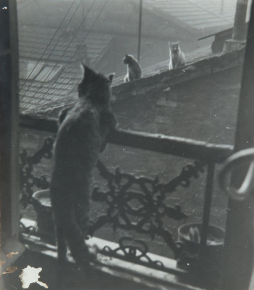 Réunion de chats by Édouard Boubat, 1948Also