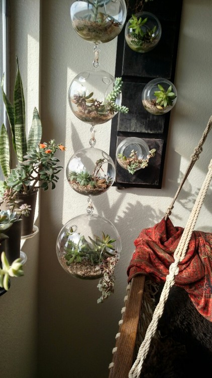 strega-palude: wencheswithcannons: I love my hanging bubble garden. xxx