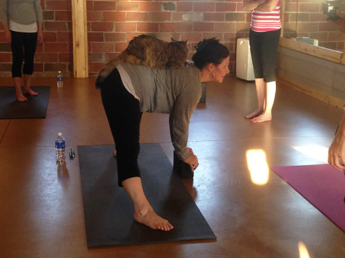 dressedupsoul:lezbebuds:littlebooklings:suaimhneas-croi:boredpanda:Yoga Studio Invites Shelter Cats 