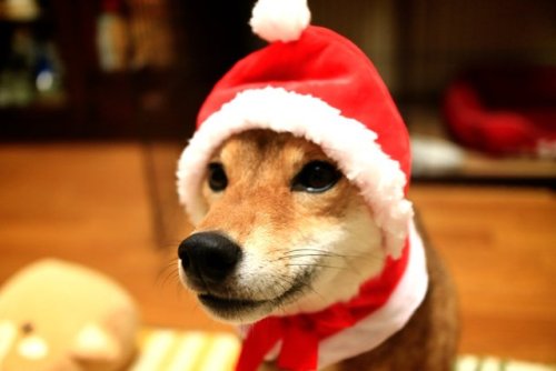 柴犬～日向～‏ @mumumuryoおかーさん またガチャガチャだって か～わ～い～い～ #ねこクリスマスちゃん