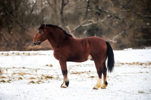 XXX russianhorses: Vladimir Heavy Draft Bystryi photo