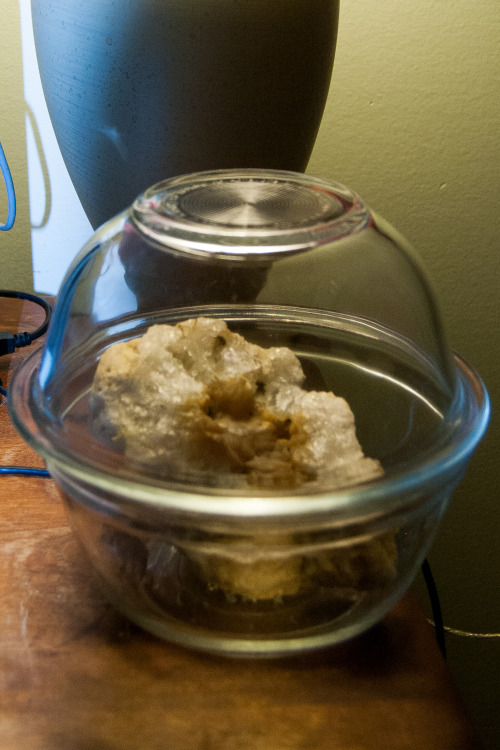 my toad scales the quartz geode in her glass bowl, instead of hiding under it.  she is a tiny dragon