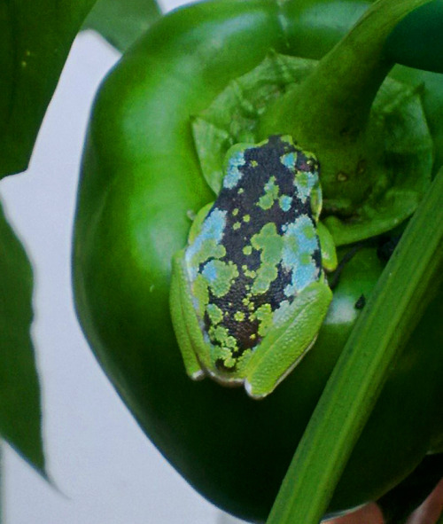 toadschooled:A barking treefrog [Dryophytes gratiosus, synonymous with Hyla gratiosa] displaying uni