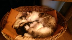 hkirkh:  These cats are not recently deceased, rather recently born and very cute
