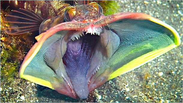 thegreenwolf:  This is the sarcastic fringehead, one of the most unfortunately and