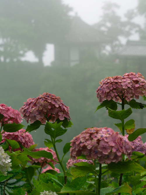 floralls:Misty Valley of Hydrangea (Yoshiminedera Temple, Kyoto) by Toshi