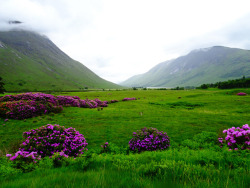 90377: Rhododendrons, Glen Etive, Scottish Trip by Janpram  