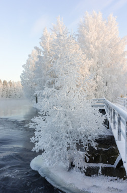 ponderation:  White Trees by Anssi karilahti