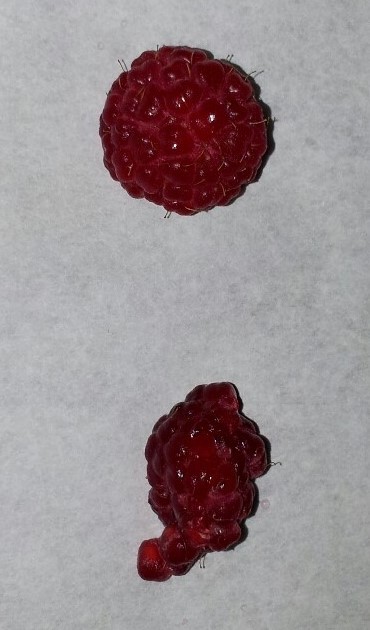 Porn photo PEOPLE ARE LIKE RASPBERRIES