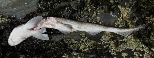 I think this dogfish was landed by an otter - there are bite marks round the gills and I&rsquo;ve re