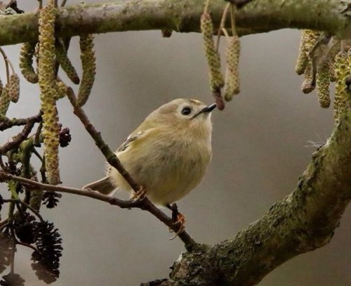 pagewoman:Goldcrest and Catkinsby Lesley Starbuck