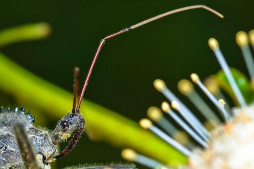 My&hellip; what a large proboscis you have!