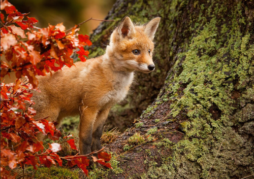 somecutething: What a beautiful little fox! (via Robert Adamec)