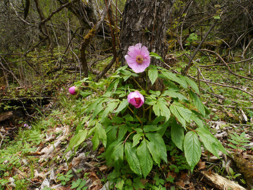 Peony (Paeonia mairei), Wanglang Nature Reserve by Niall Corbet on Flickr.