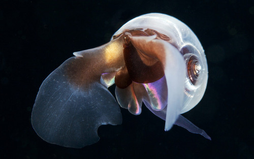 for-science-sake:The Butterfly Snail (Limacina helicina) is a species of predatory swimming marine s