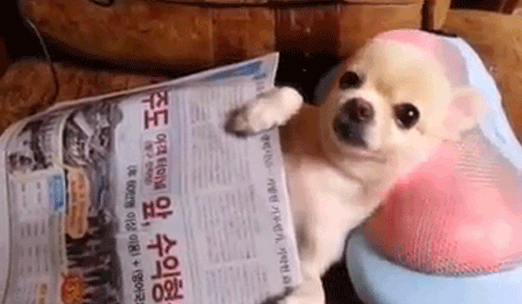 Baby Animal Posts