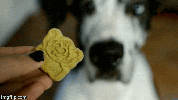 My Favorite Puppy- Derek Hale