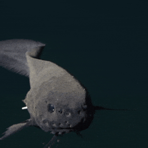 Deep Sea Threadfin Snailfish 🖤