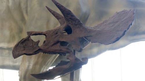 paambtomaquet:Dinosaurs at Museum of science, Valencia, Spain