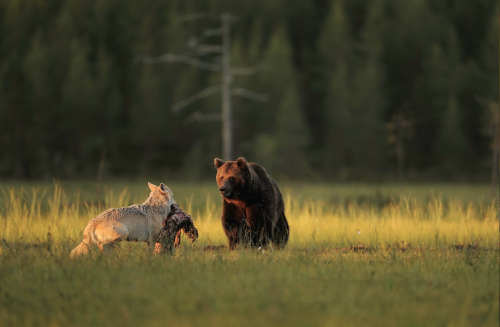 nubbsgalore:  photos by lassi rautiainen, susan brookes and staffan widstrand of a rare friendship that developed between a female grey wolf and a male brown bear in northern finland.  notes lassi, “no one can know exactly why or how the young wolf