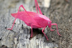 bara-brows:  jewist:  A katydid. Commonly