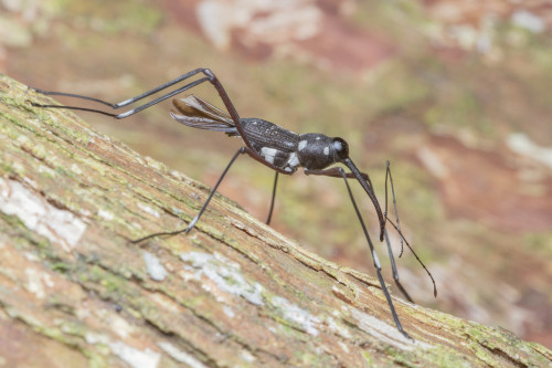 onenicebugperday:Stilt weevil, Talanthia phalangium, Conoderinae Found in Southeast AsiaPhotos 1-6 b