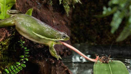 scottietheotherotter: bogleech: See, if you google “frog tongue” you’ll get these fake as hell phot